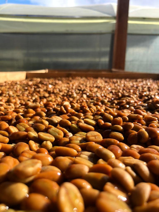 Caring for Creation: Our Commitment to Sustainable Specialty Coffee