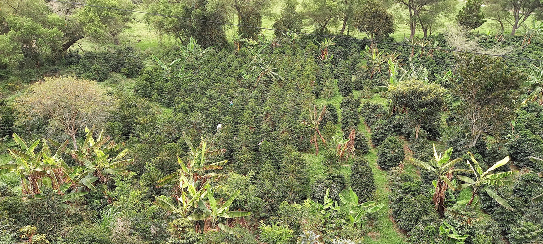 Discover the Excellence of Loja, Ecuador Coffee