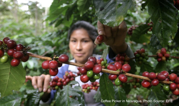 Nicaragua - The Bold Dove